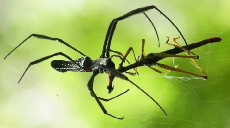 Una araña (Nephila clavipes) alimentándose de un saltamontes (Ortophera:Proscopiidae) en el Bosque Seco Chiquitano de Bolivia. Foto: Robert Blanco