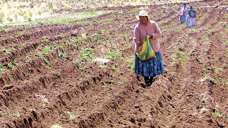 Agricultora del sector del altiplano. Foto. F. Tierra