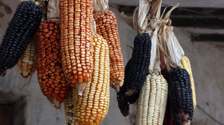 Producción de maíz del territorio guaraní. Foto. SOS Maíz
