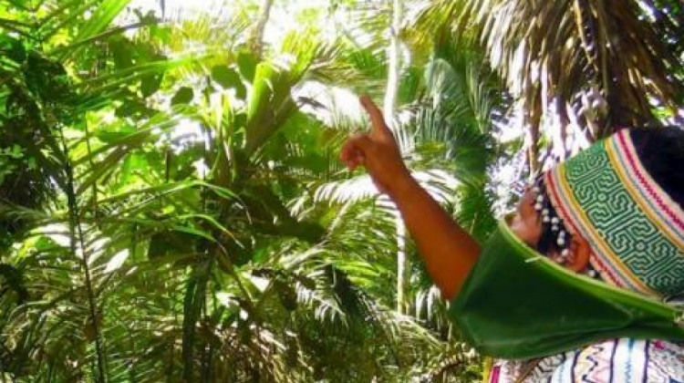 Indígenas en la Amazonía buscan plantas medicinales. Foto. Captura