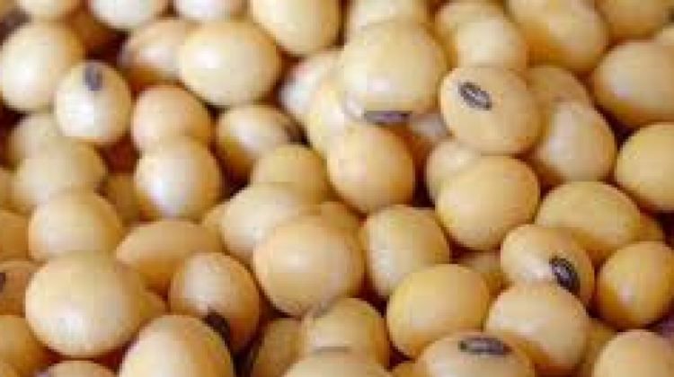 Soya en Brasil. Foto. RRSS