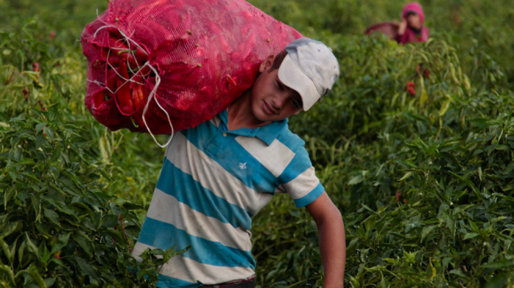 Niño trabajando en la agricultura. Foto. Unicef