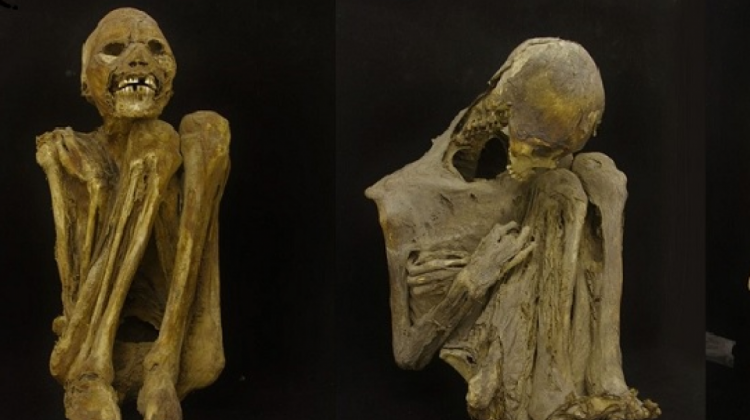 Restos momificados sujetos a estudios en el MUNARQ. Foto: Guido Valverde