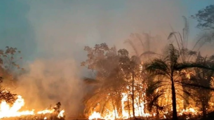 Incendios forestales en 2019. Foto. Archivo