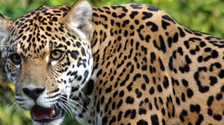 El jaguar es una de las especies en riesgo. Foto. RRSS