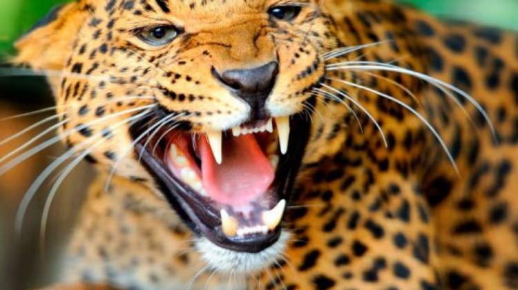 Un ejemplar de jaguar en Bolivia. Foto. RRSS