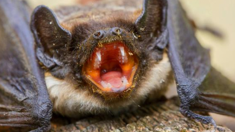 Los murciélagos serían el origen del virus. Foto. RRSS