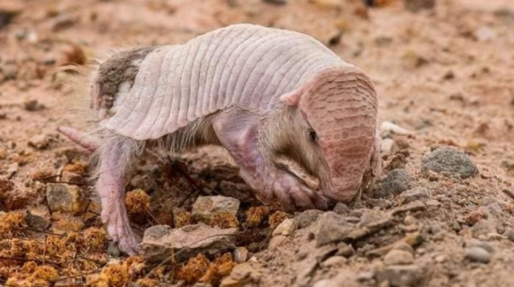 El armadillo que es eliminado por algunos pueblos indígenas, la toma corresponde al registro del avistamiento en Santa Cruz. Foto:  Iván Gutiérrez