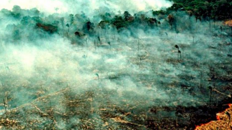 De 2001 a 2020, Bolivia perdió 6.1 millones de hectáreas de cobertura arbórea. Foto. Archivo