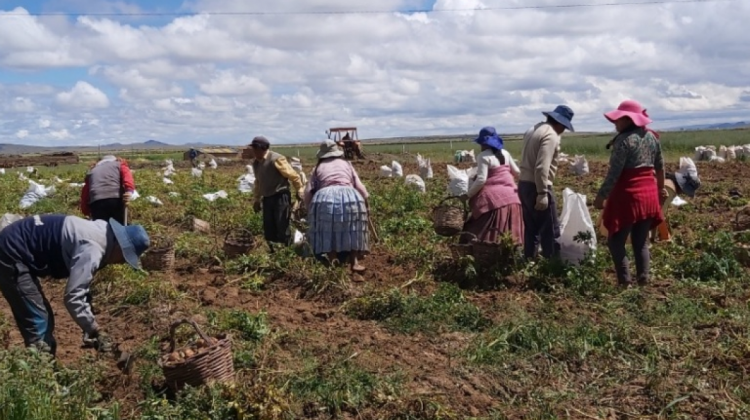 Agricultores de la altiplano en plena cosecha de papa. Foto. CIPCA