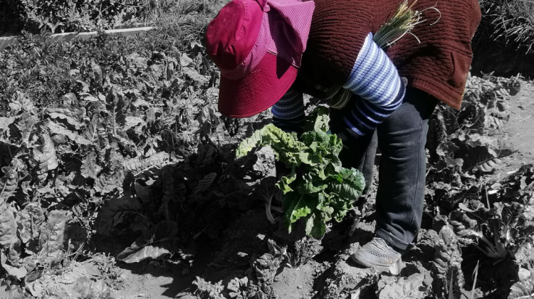 Mujer agricultora del área rural de La Paz. Foto. ANF