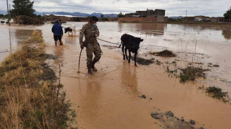 Uniformados de la Naval rescatan animales de granja que fueron afectados por las inundaciones. Foto: Opinión