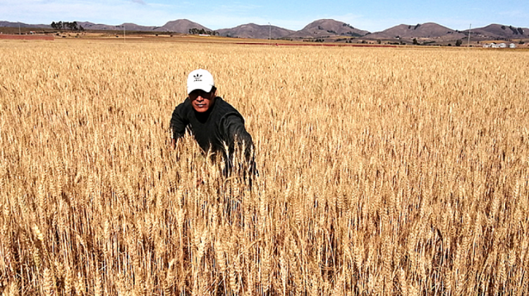 Productor de trigo. Foto. Fundación Tierra