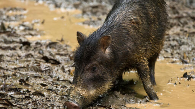 Chancho de monte de la Amazonía. Foto. RRSS