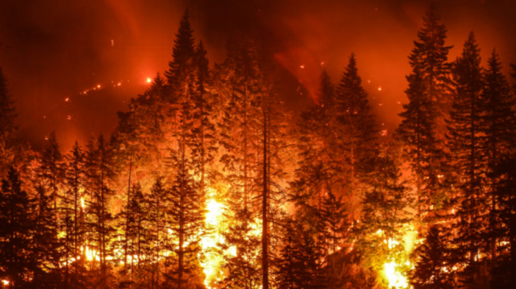 Incendios forestales. Foto. RRSS
