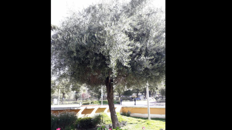 Un árbol de olivo junto con una decena que se encuentran en la plaza Humboldt en la zona Calacoto. Foto: ECV