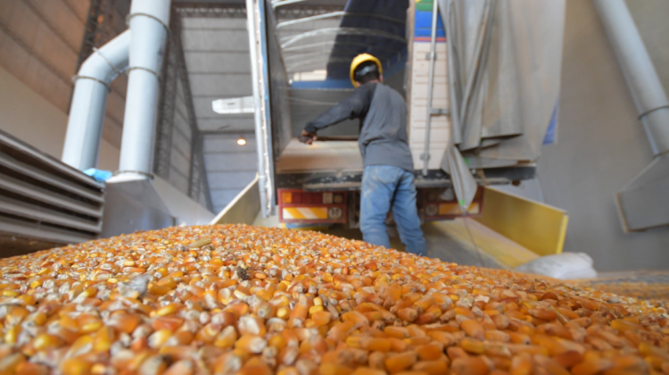 Acopio de maíz en silos de Emapa. Foto: ABI