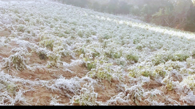 Imagen referencial de las heladas en el municipio de Pailón. Foto: COPROFAM