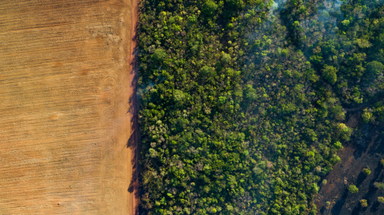 Vista aérea de un campo de maíz y un bosque bajo la neblina de humo de incendios forestales. Foto: WWF