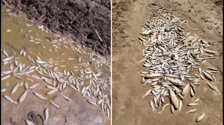 La sequía causa mortandad de peces en la cuenca baja del río Pilcomayo, en Tarija. Foto: El Deber