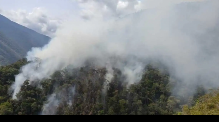 Los incendios se registraron en cinco municipios de Nor y Sud Yungas. Foto: Noticias El Defensor Social