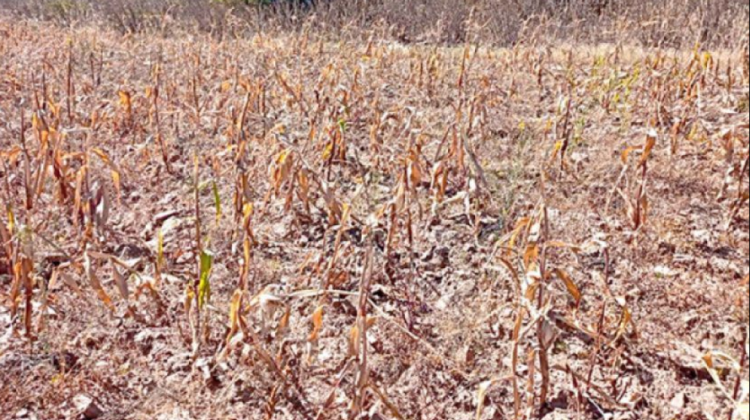 Sequía afectando al maíz. Foto: Correo de Sur