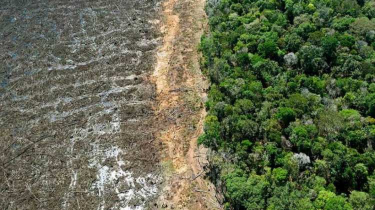 Deforestación de bosques. Foto: LIDEMA