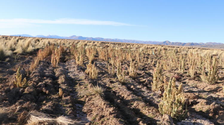 Sequía en el altiplano. Foto: ABI