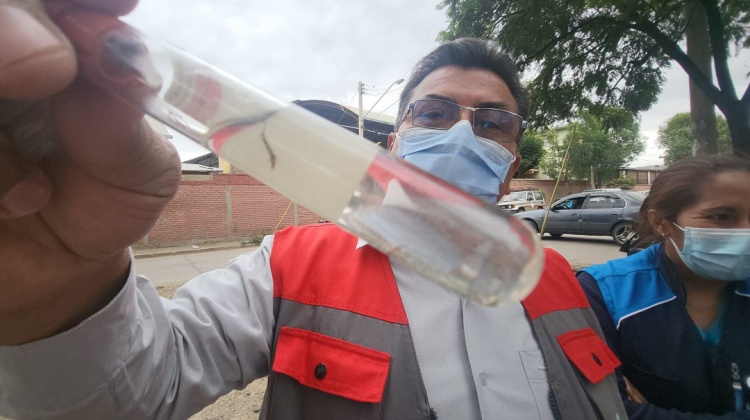 Muestran larvas de mosquitos de dengue. Foto: Sedes Cochabamba