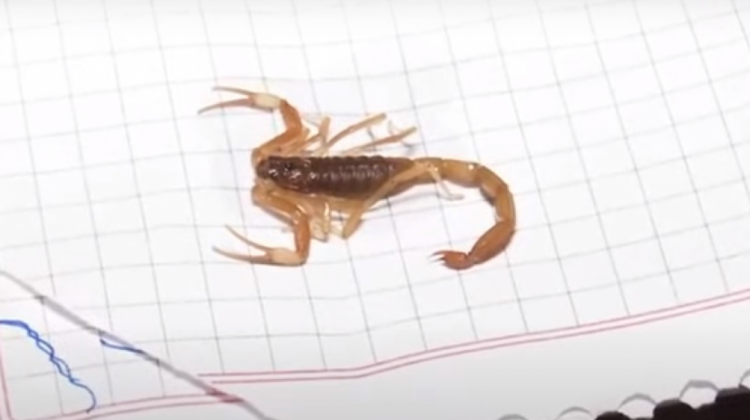 Escorpión venenoso encontrado en una vivienda de Santa Cruz