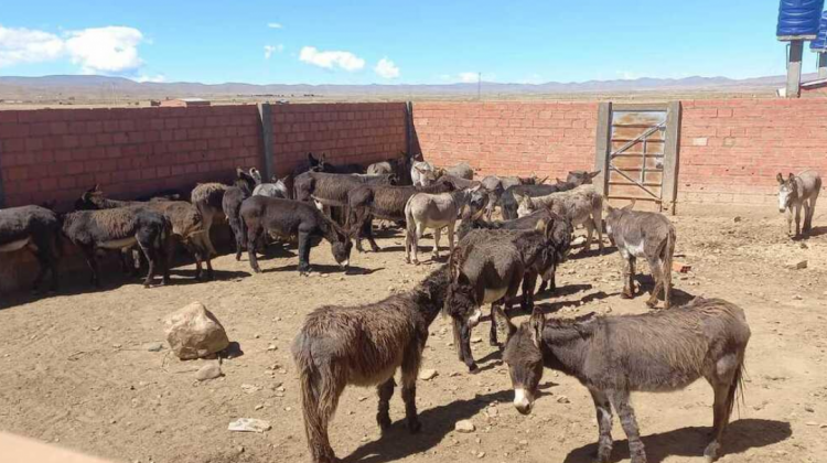 Criadero y matadero clandestino de burros en Sica Sica. Foto: RRSS