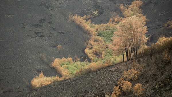 Algunos árboles sobresalen entre la ceniza en una zona arrasada por el fuego, a 16 de agosto de 2022, en O Courel, Lugo, Galicia (España).