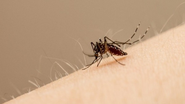 Edes aegypti es el mosquito principal que transporta el virus Zika.  Foto: JOHN EISELE/COLORADO STATE UNIVERSITY PHOTOGRAPHY