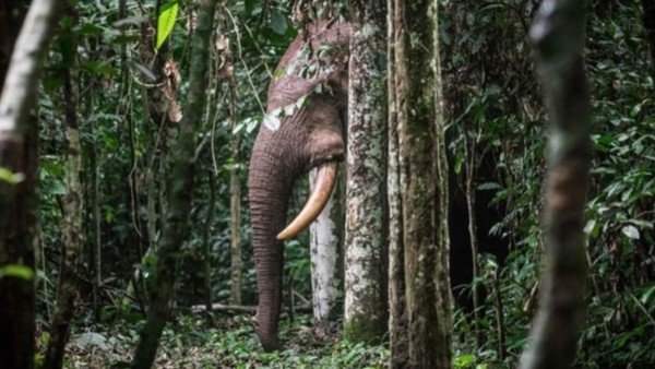 Elefante del bosque.  Foto: SCOTT RAMSEY/WCS
