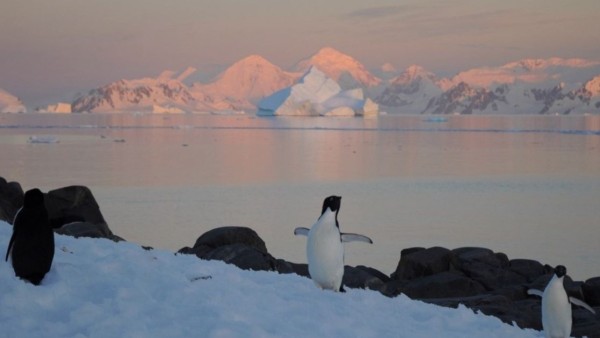 Pingüinos y una foca en la Península Antártica.   Foto: ANNA E. HOGG, UNIVERSITY OF LEEDS