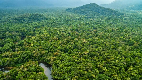 Una imagen de la Amazonía.