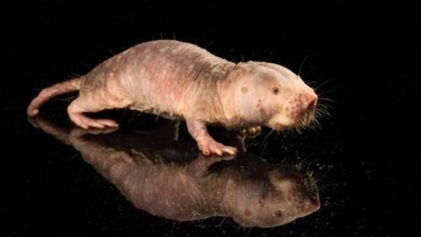Una rata topo desnuda (NMR) es fotografiada en la Universidad de Rochester el 31 de enero de 2018.  Foto: J. ADAM FENSTER