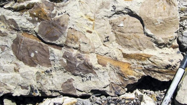 Fósiles de hojas en rocas del Paleoceno temprano del sitio Mexican Hat en Montana.  Foto: PETER WILF / PENN STATE