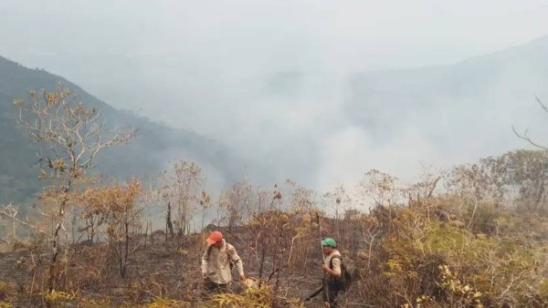 Comunarios intentan sofocar el fuego en Palos Blancos. Foto: Radio Coroico