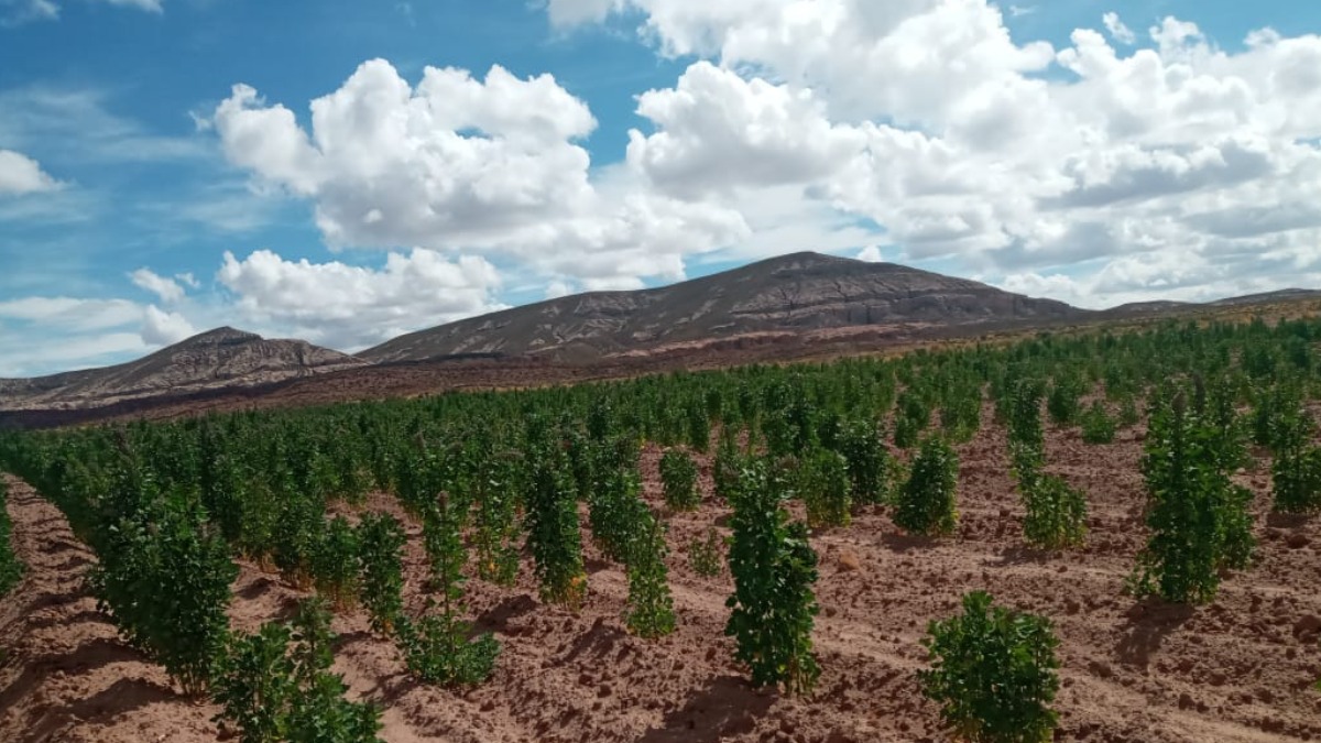 Campos de quinua en el altiplano Sur. Foto: Cortesía