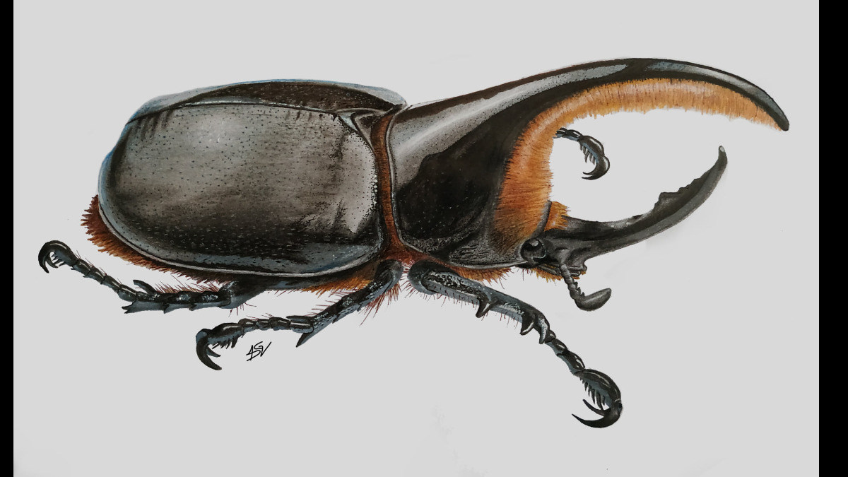 Escarabajo de la especie Dynastes satanas, comúnmente llamado escarabajo satanás: Foto: FB Plataforma Boliviana de Acción Frente al Cambio Climático.