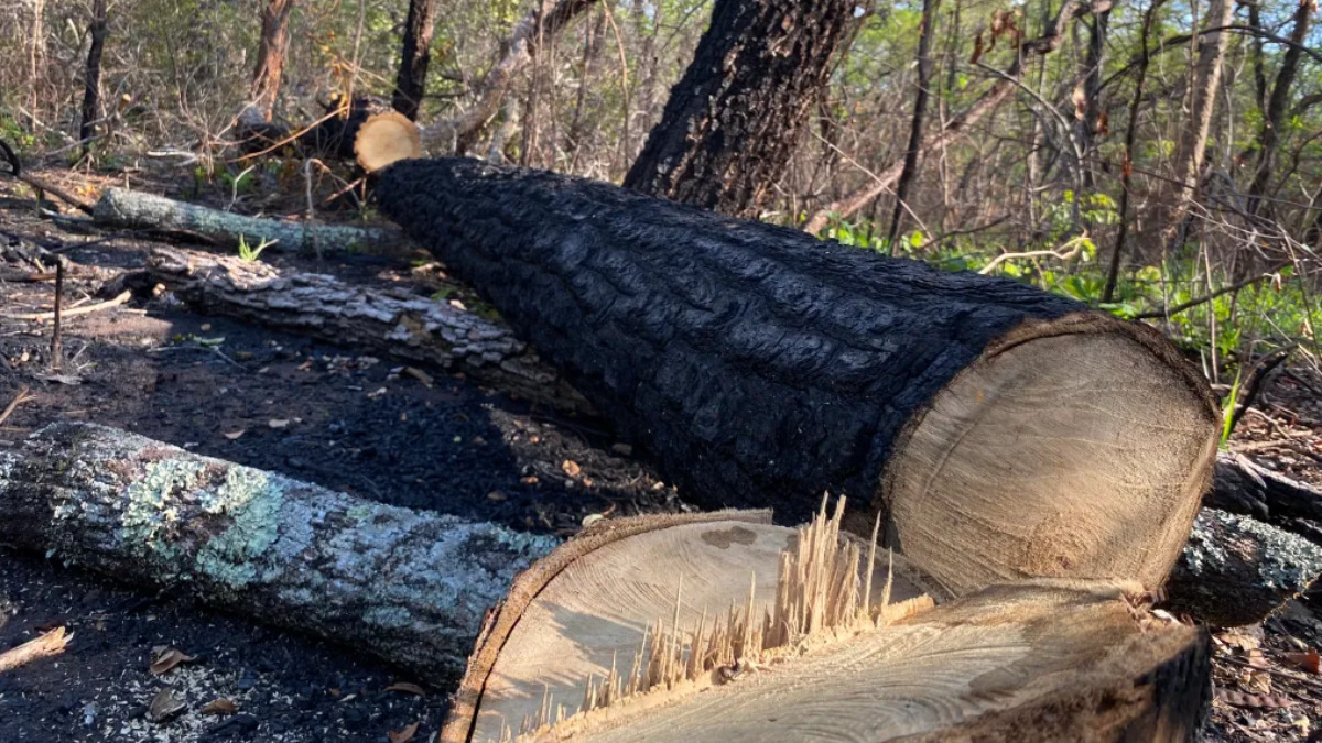 Un árbol cortado listo para ser aserrado en el Valle de Tucabaca tras un incendio, en 2022. Foto: Juan Cárdenas, InSight Crime