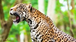 Jaguar escapa de un bioparque y ataca a una persona causándole la muerte