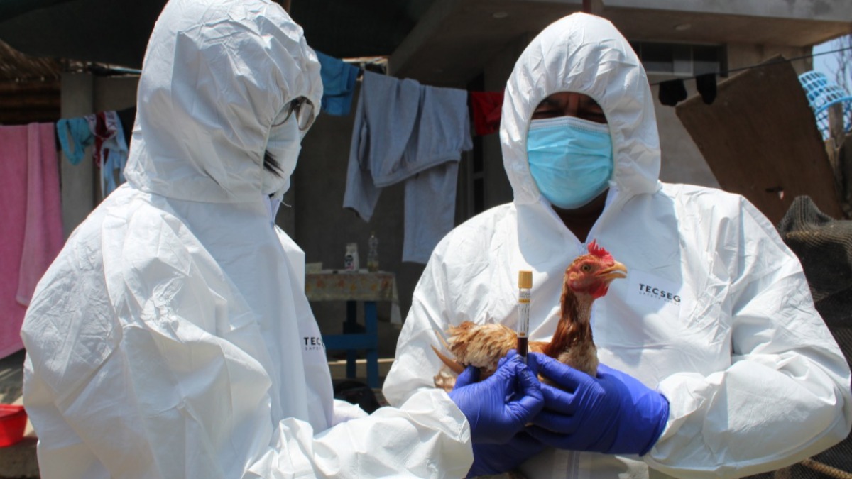 Prueba a una gallina para detectar la gripe aviar.