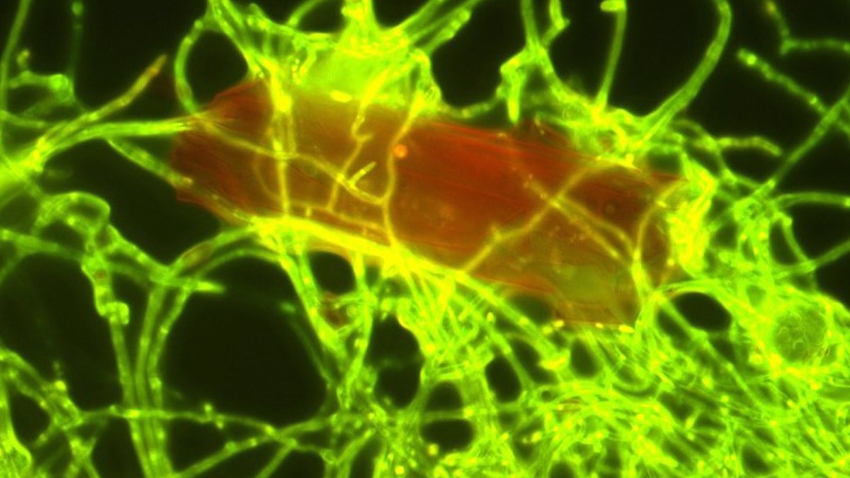 Una partícula de plástico (roja) está colonizada por el hongo marino Parengyodontium.  Foto: ANNIKA VAKSMAA/NIOZ
