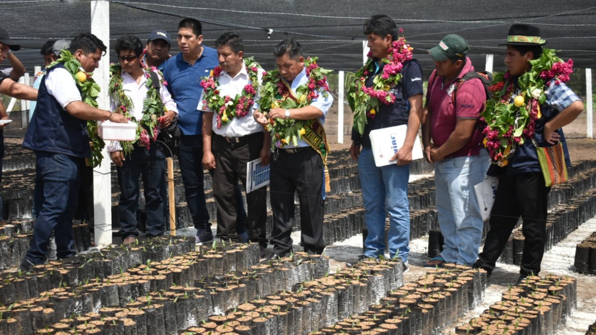 Uno de los viveros para la producción de palma aceitera en Bolivia. Foto: Internet