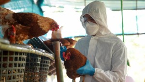OMS aún considera que el riesgo de contagio de gripe aviar es 