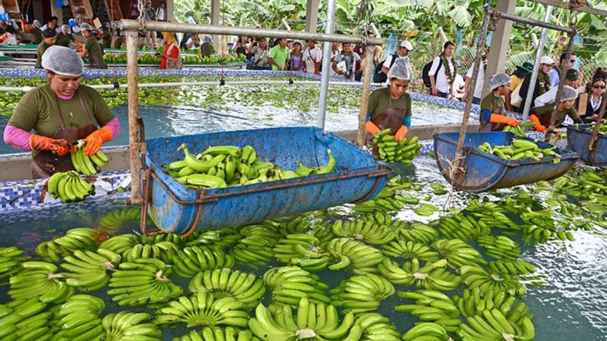 Bananeros del Trópico de Cochabamba.