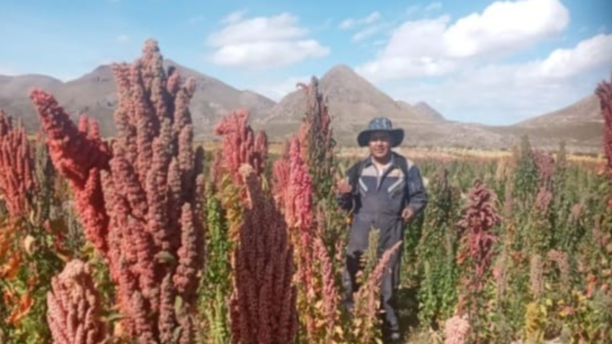 Campos de quinua en el altiplano Sur. Foto: Cortesía