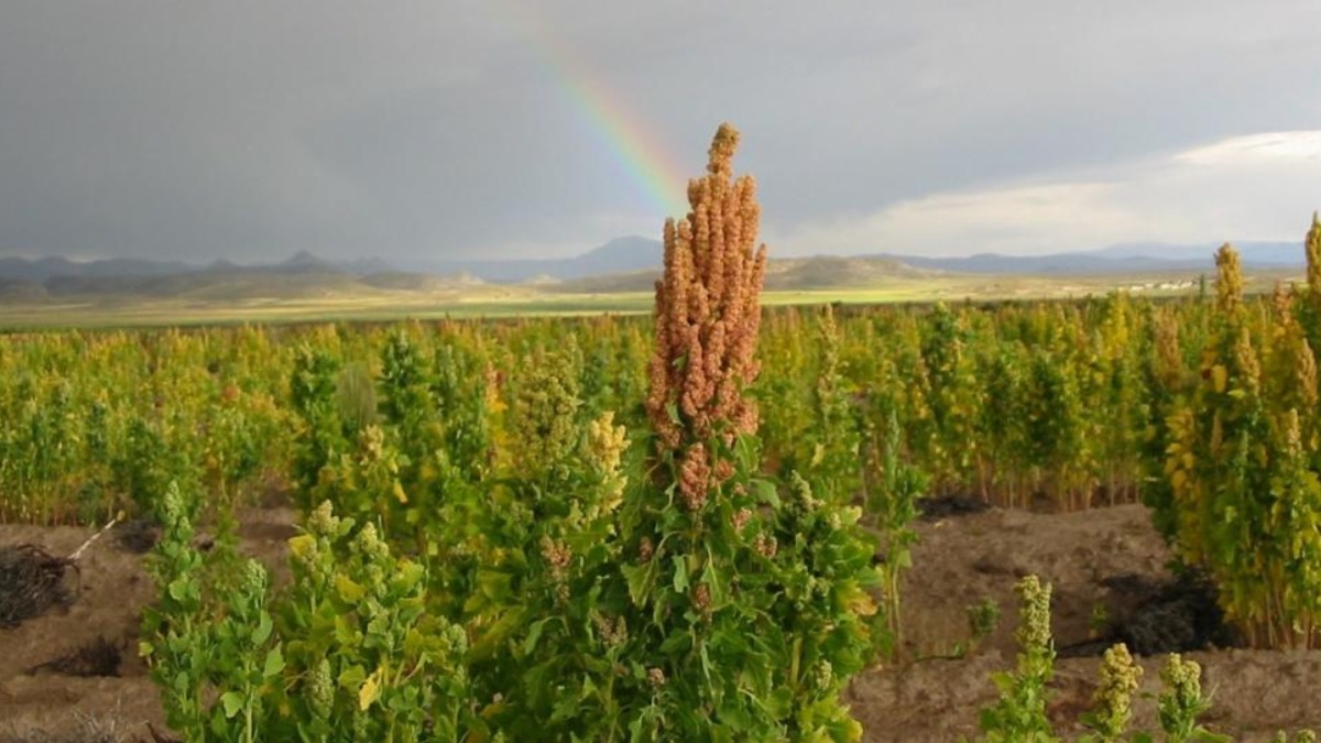 Cultivo de quinua en Uyuni, Potosí, Bolivia. Fotografía: Gabriela Alandia